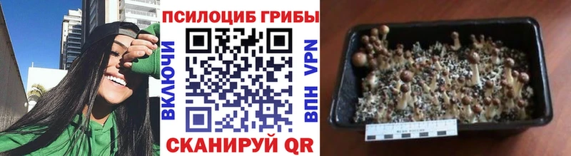 хочу наркоту  Агрыз  Псилоцибиновые грибы Magic Shrooms 